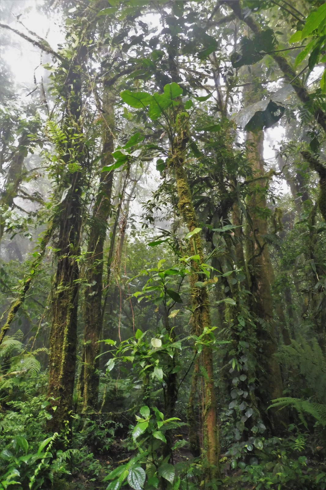 Cloud forest