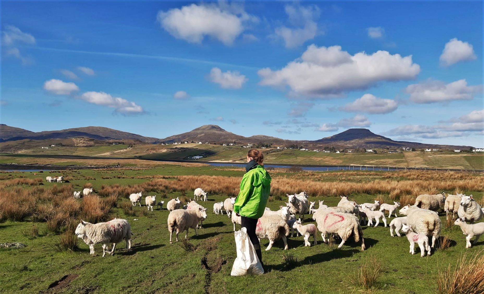 Feeding sheep as part of the morning routine