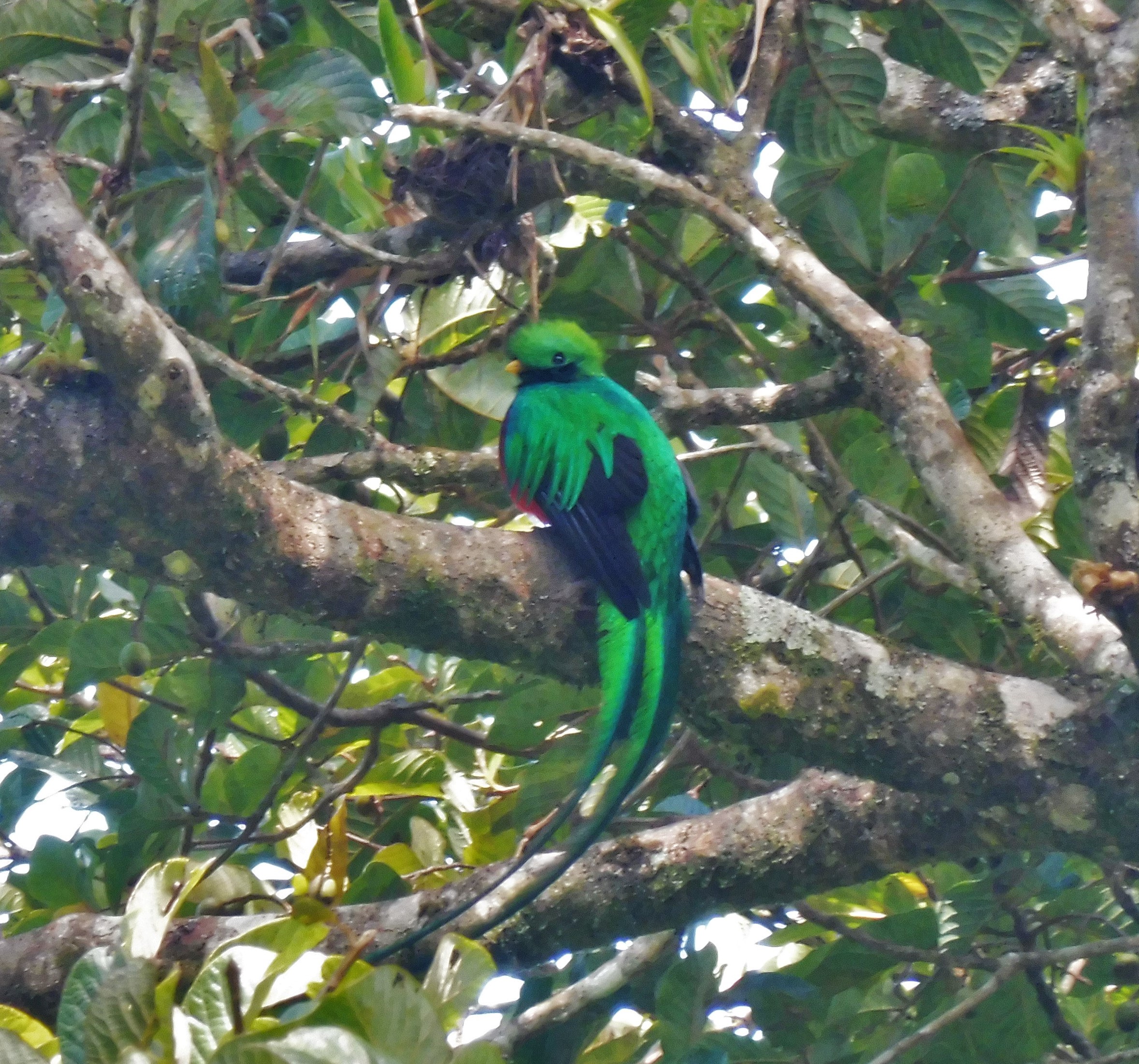 Quetzal