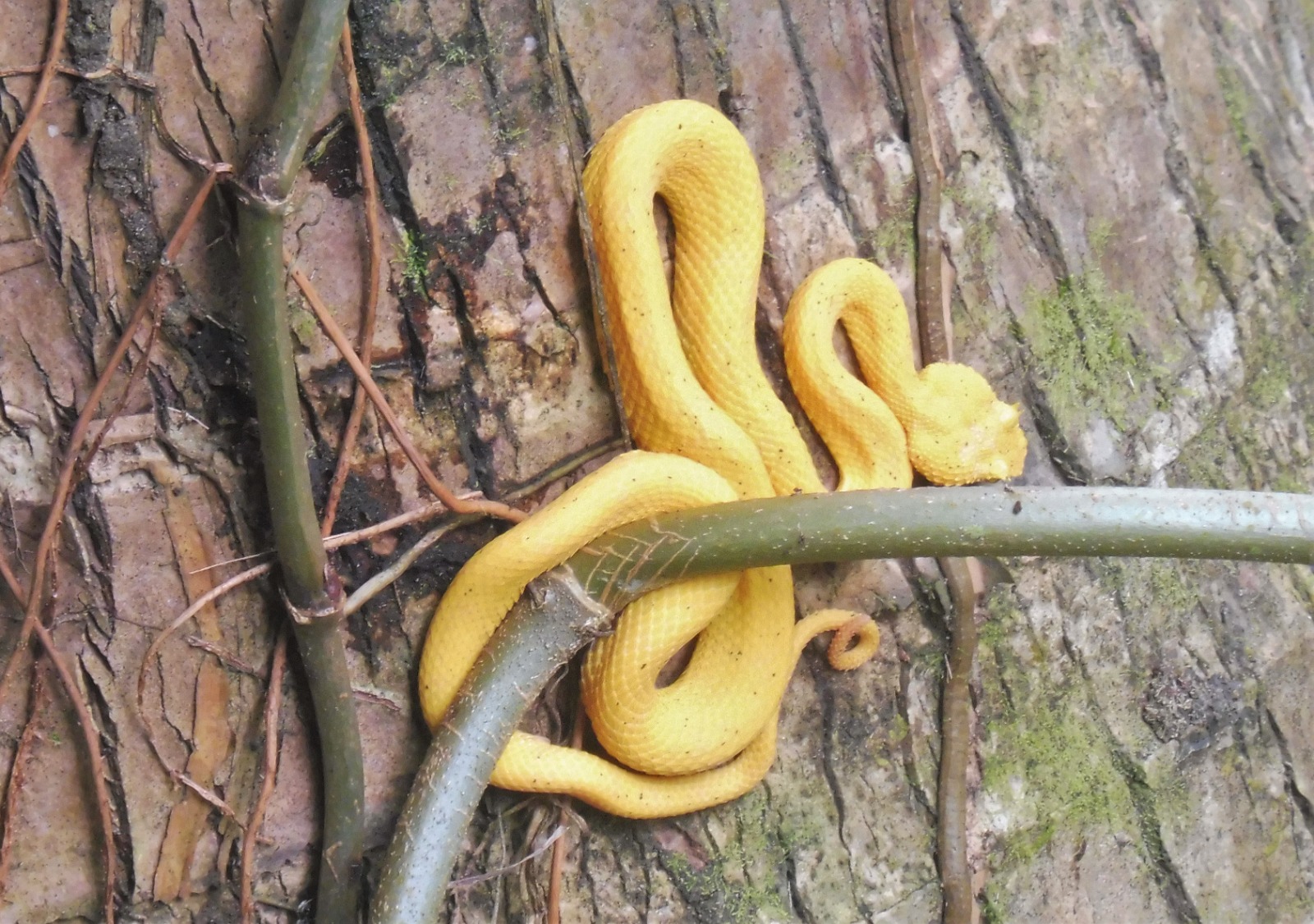 Yellow snake